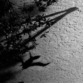 Max Richter: Horizon Variations