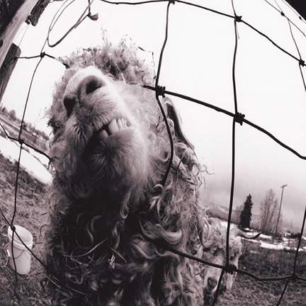 Pearl Jam: Dissident
