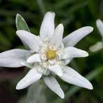 R. Teichmann: Das Edelweiss Product Image