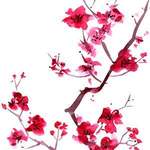 Jon Washburn: Sakura (Cherry Blossoms) Product Image