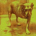 Alice In Chains: Over Now Product Image