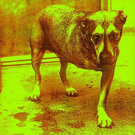 Alice In Chains: Head Creeps