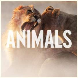 Maroon 5: Animals