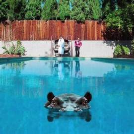 Sparks: Hippopotamus