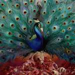 Opeth: Will O The Wisp Product Image