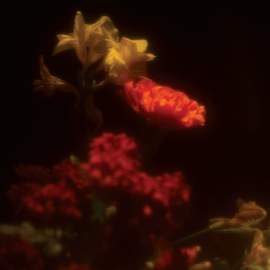 Hypnagogie