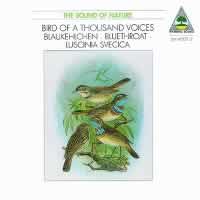 Bluethroat (Luscinia Svenica) - Bird of a thousand Voices