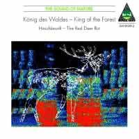 King of the Forest - The Red Deer Rut