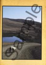 Neil Young - Harvest Product Image