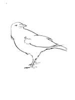 William Bolcom: Bird Spirits Product Image
