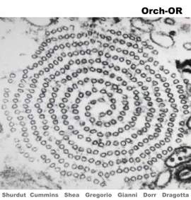 Orch-OR