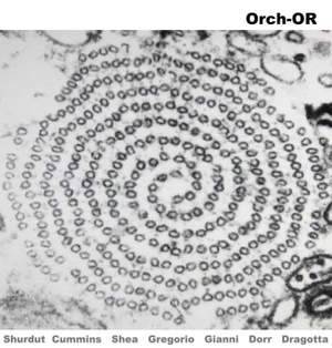Orch-OR