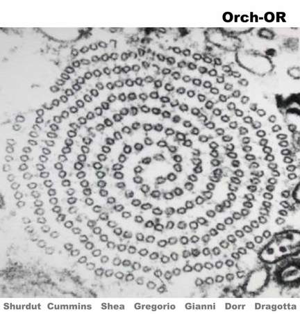 Orch-OR