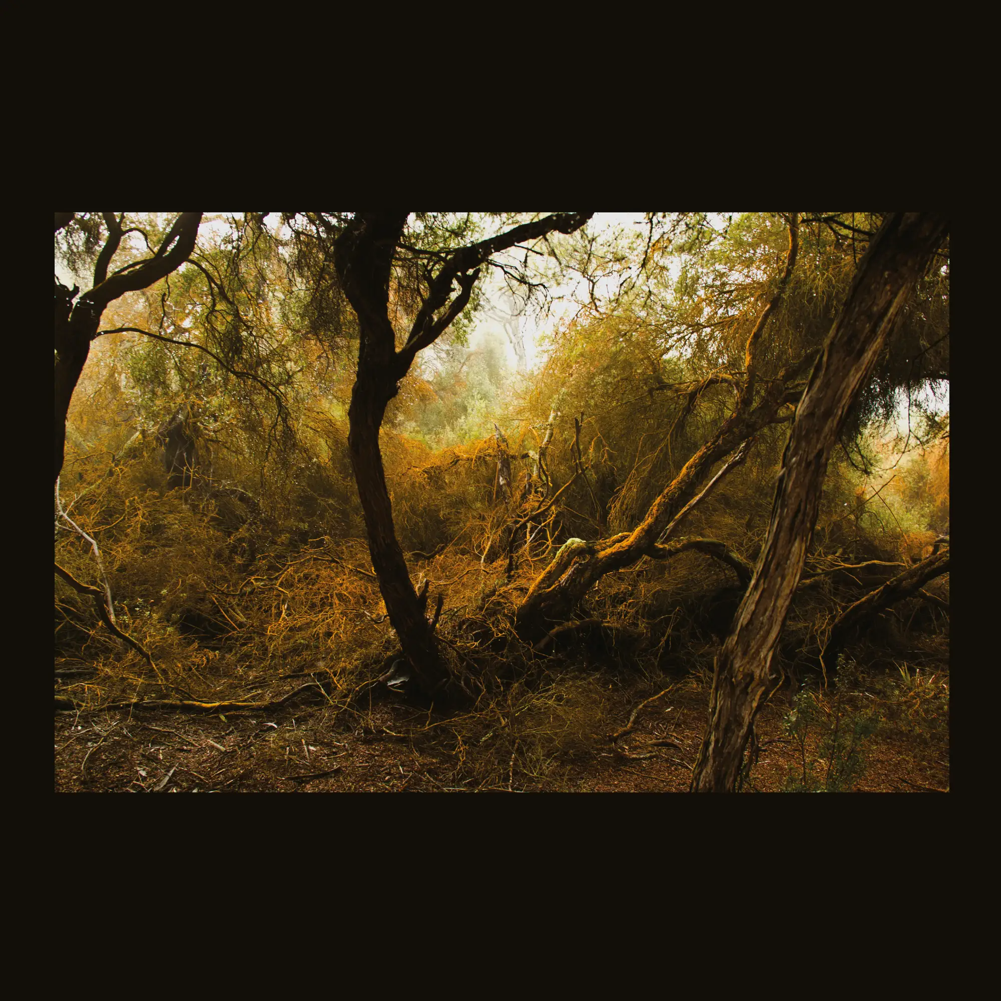 Lubomyr Melnyk – Fallen Trees – Vinyl (LP, Album), 2018