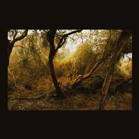 英LP Lubomyr Melnyk Fallen Trees  ERATP116LP Erased Tapes Records /00260 Fallen Trees by Lubomyr Melnyk - Releases - Erased Tapes