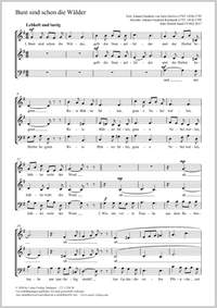 Sund: Bunt sind schon die Wälder