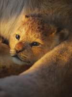 The Lion King Product Image