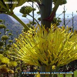 Flowers, Birds And Sounds