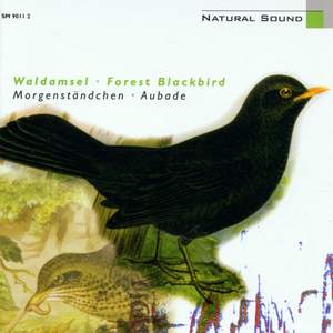 Natural Sound: Waldamsel / Forest Blackbird