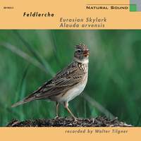 Natural Sound: Feldlerche