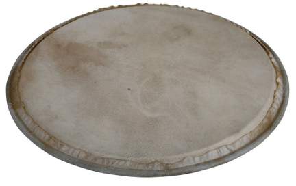 Latin Percussion Percussion head Plenera 8"