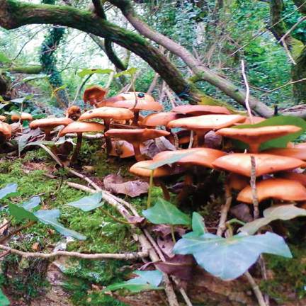 The Mushroom Project
