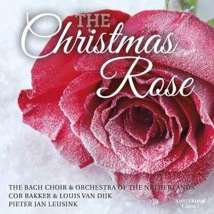 The Christmas Rose