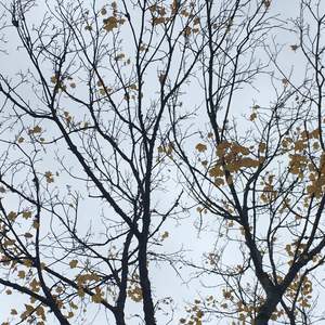 Fiona Brice: As the Leaves Fall