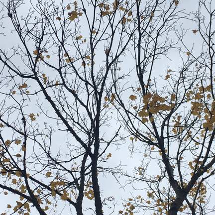 Fiona Brice: As the Leaves Fall