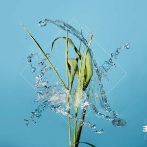 Stream