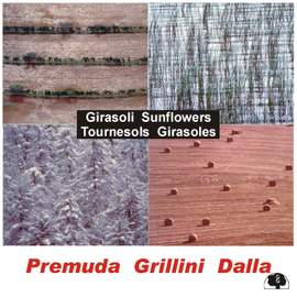 Girasoli