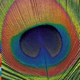 Day of Colours
