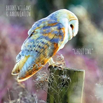 Ghost Owl