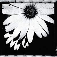 When Life Was in Black and White