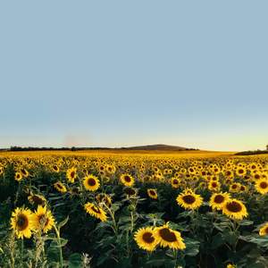 August Vibes
