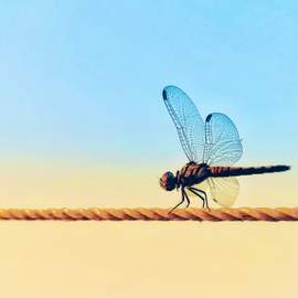 Dragonfly
