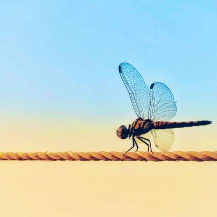 Dragonfly