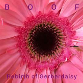 Rebirth of Gerberdaisy