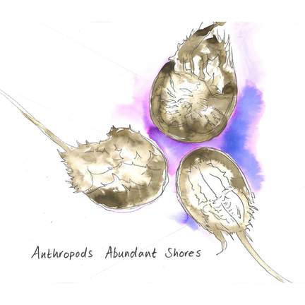 Abundant Shores