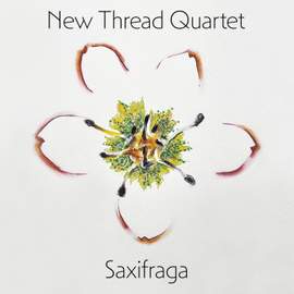 Saxifraga