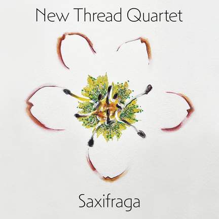 Saxifraga