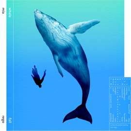 Whale Fall
