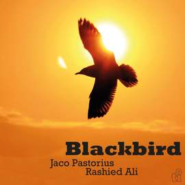 Blackbird