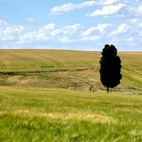 Planting Trees for the Festival