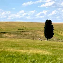 Planting Trees for the Festival