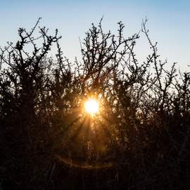 Psalmförslag 1: Lovsång och tillbedjan