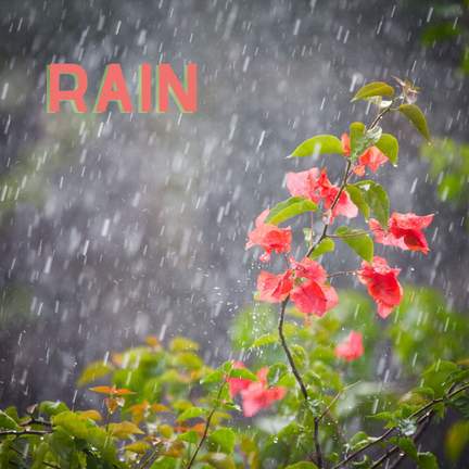Rain