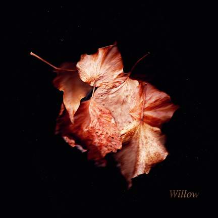 Willow