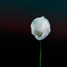 A Requiem