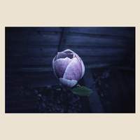Music for Growing Flowers (Nocturne)